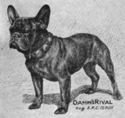 Gamin's Rival 159011 | French Bulldog 