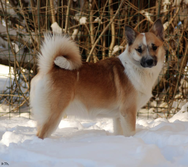 Sunnusteins Hrina | Icelandic Sheepdog 