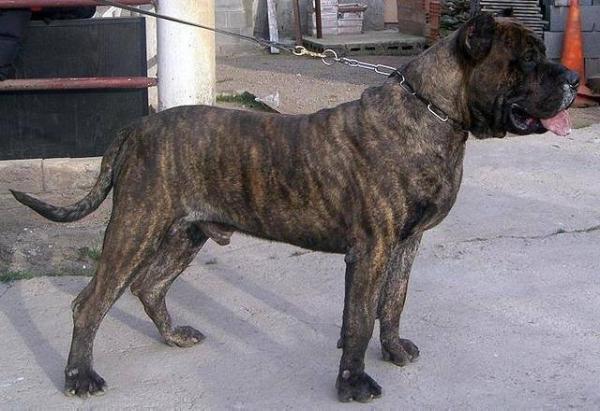 Kazan de Abanicos del Jarama | Perro de Presa Canario 