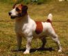 Malung Jim Beam | Jack Russell Terrier 