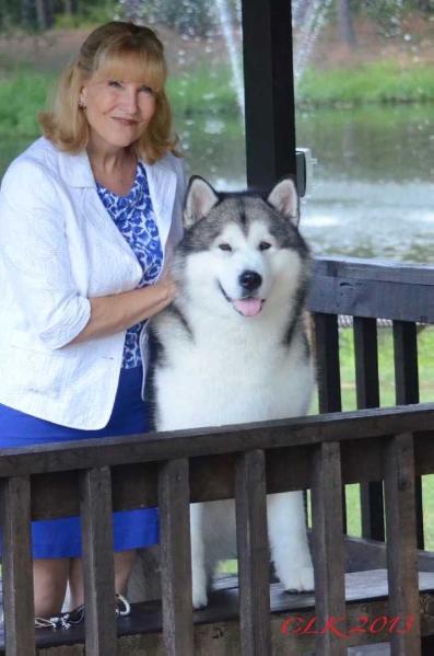 Wild Wind's I Roc | Alaskan Malamute 