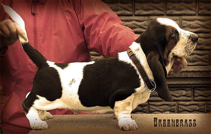 Orville Dos Reis BREENBRASS | Basset Hound 