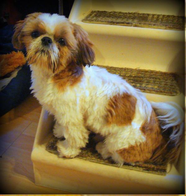 Mr Oliver Paul Broom | Shih Tzu 