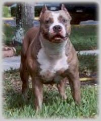 Miracola's Goodfella's Bella Blue | American Pit Bull Terrier 