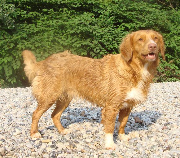 Gea Angels of Baranya | Nova Scotia Duck Tolling Retriever 