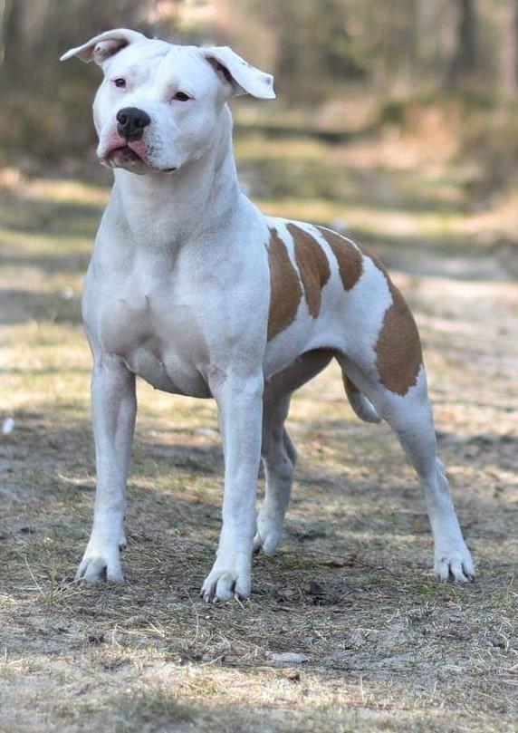 ODESSA Catori Muraco | American Staffordshire Terrier 