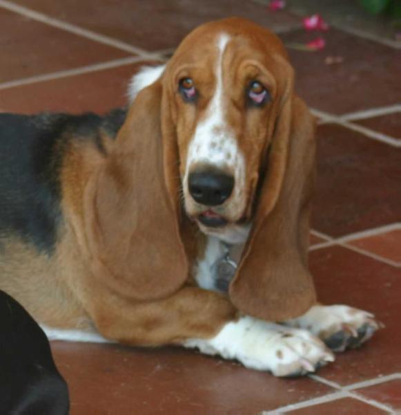 Daisygirl | Basset Hound 