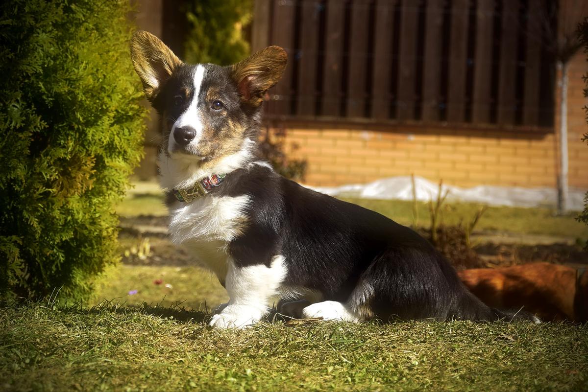 Cardiganium LuckyMan | Cardigan Welsh Corgi 