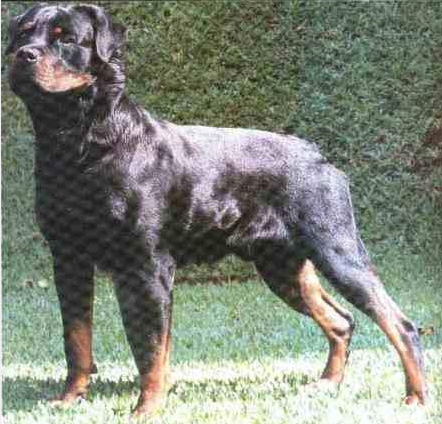 Don von der Talheimer Flur | Rottweiler 