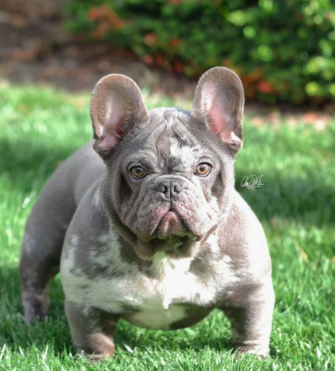 TNT Petunia | French Bulldog 