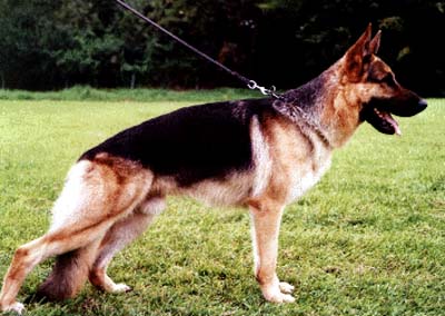 Xito von der Urbecke | German Shepherd Dog 
