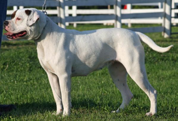 Konfederate Kennel's Ms. Butterbean | American Bulldog 