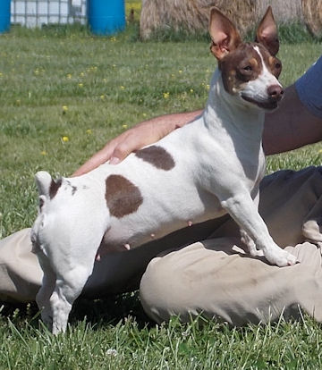 Aspen's Rockin' Robin | Teddy Roosevelt Terrier 