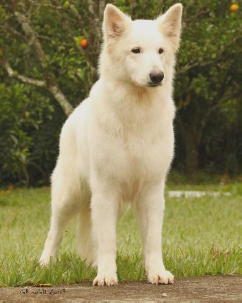 ULLA BARC KANN SCHIMMELPFENG | White Swiss Shepherd Dog 