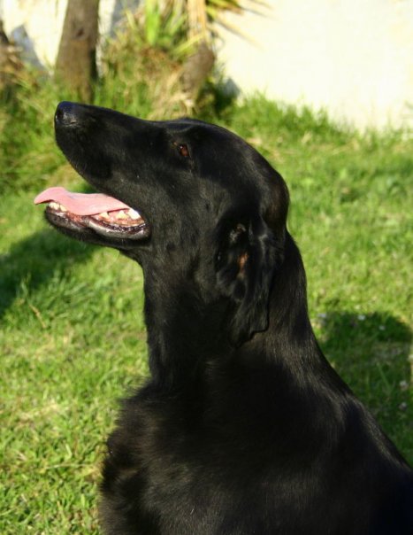 Gipsy Queen Flat da Quinta da Bruma | Flat-Coated Retriever 