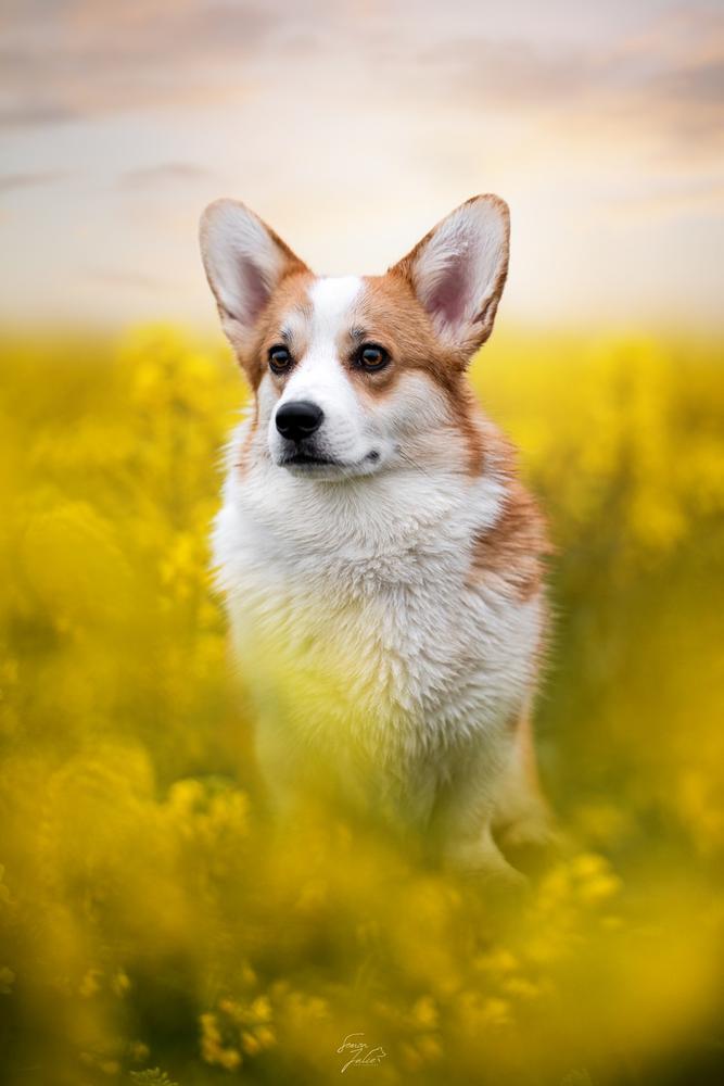 Silver Fox des Contamines | Pembroke Welsh Corgi 