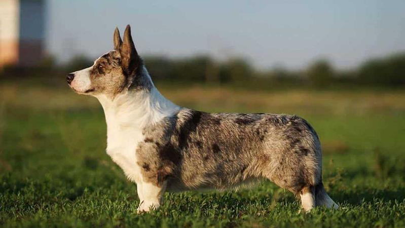 Aethwy Princes Of Light | Cardigan Welsh Corgi 