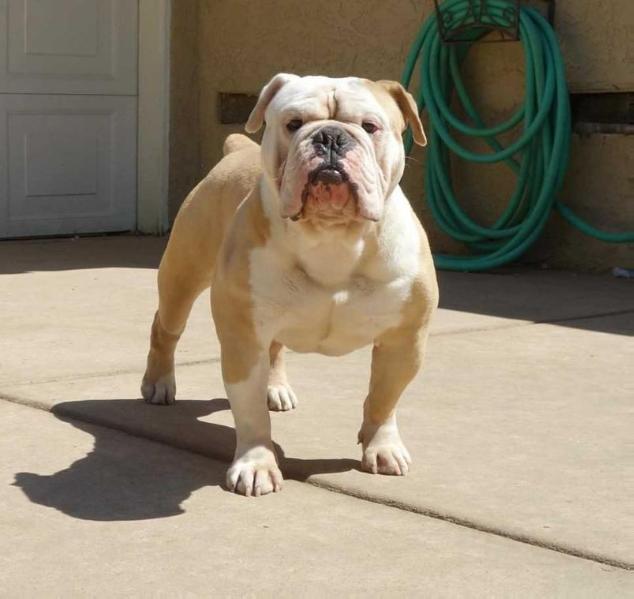 Pacific Blues Ello | Olde English Bulldogge 