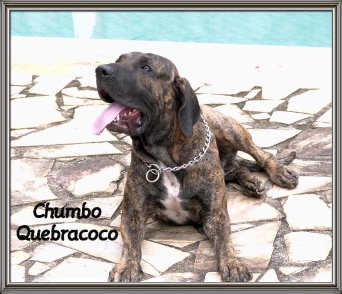 Chumbo Quebracoco | Fila Brasileiro 