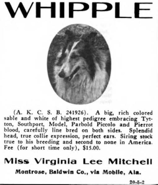 Whipple AKC SB241926 | Rough Collie 