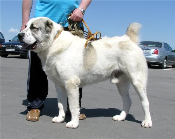 Beliy Klyk VAGAY | Central Asian Shepherd Dog 