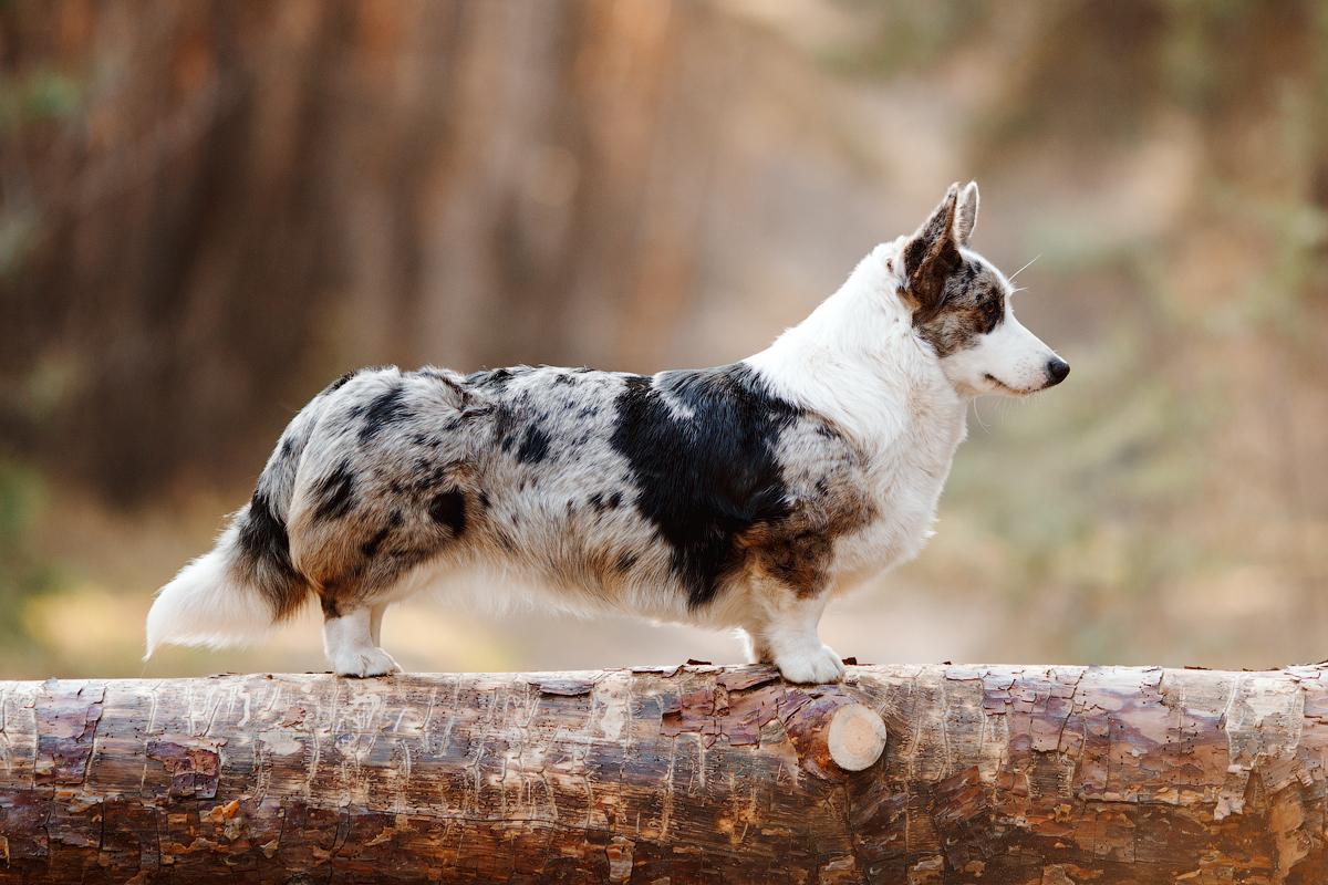 ALEANT LUNA LIGHT | Cardigan Welsh Corgi 