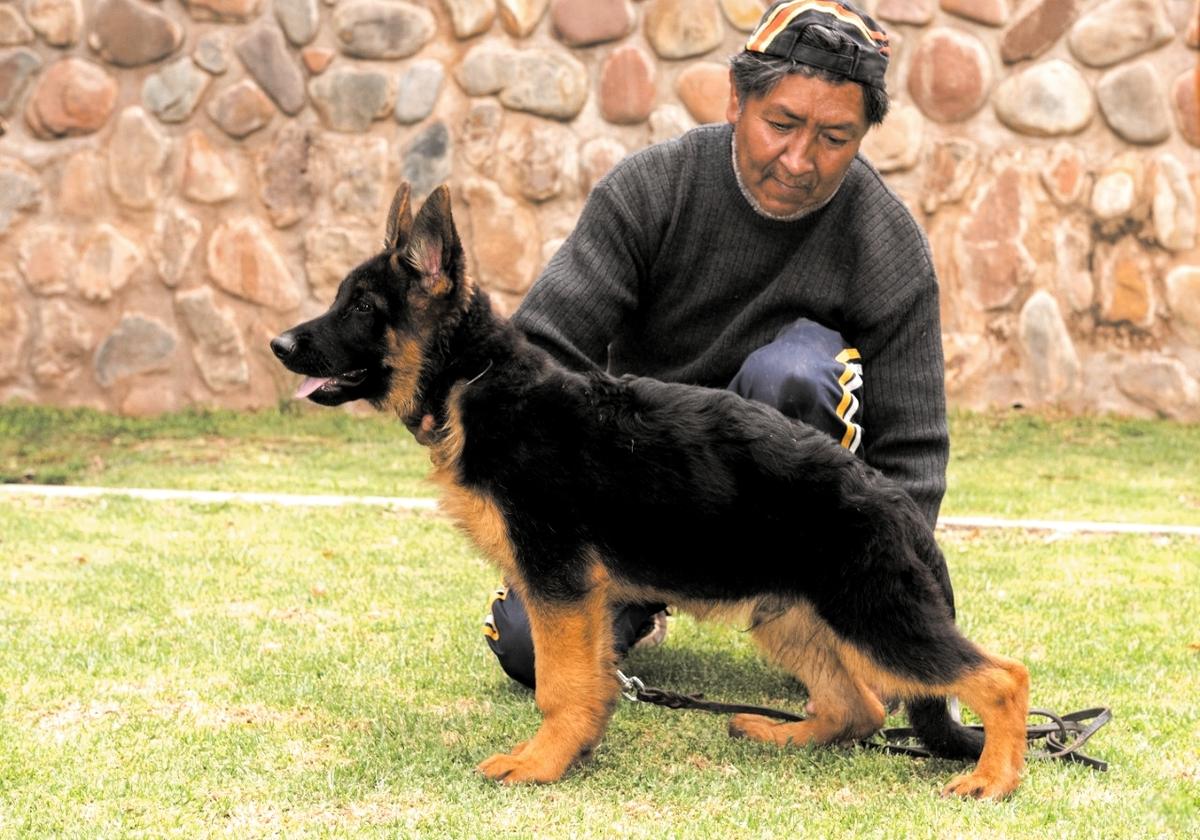 Ballack de Suyana | German Shepherd Dog 