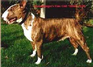 Stormbringer'S Fine Girl | Bull Terrier 