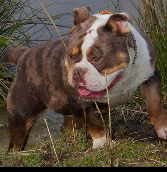 Rheinland Bulls Gremlin @Bullforce | Olde English Bulldogge 