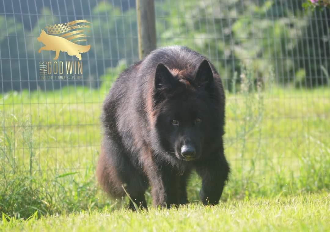 Balu Bekant | German Shepherd Dog 