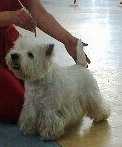 MICHELLE MILAGROS DEL CORAZON | West Highland White Terrier 