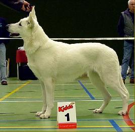 Tinka's Frenja | White Swiss Shepherd Dog 