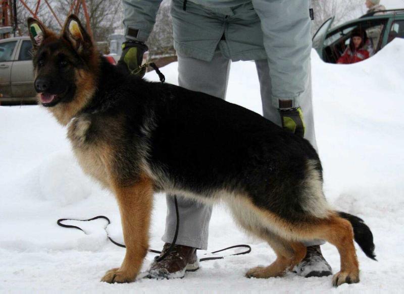 Jagodka von Haus Angel | German Shepherd Dog 