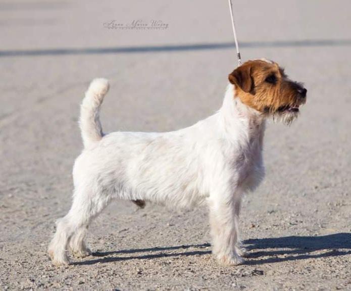 RAMMSTEIN Linea Luna | Jack Russell Terrier 