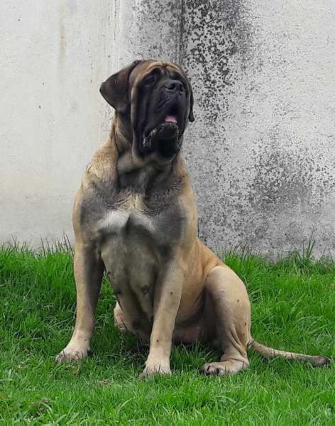 CHACORTA (FLORES) | Mastiff 