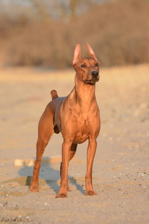 Tim Spirit Thriving Devil | German Pinscher 