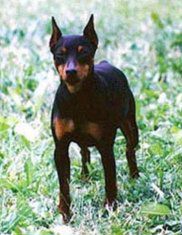 Brenda v.Schloss berge | Miniature Pinscher 