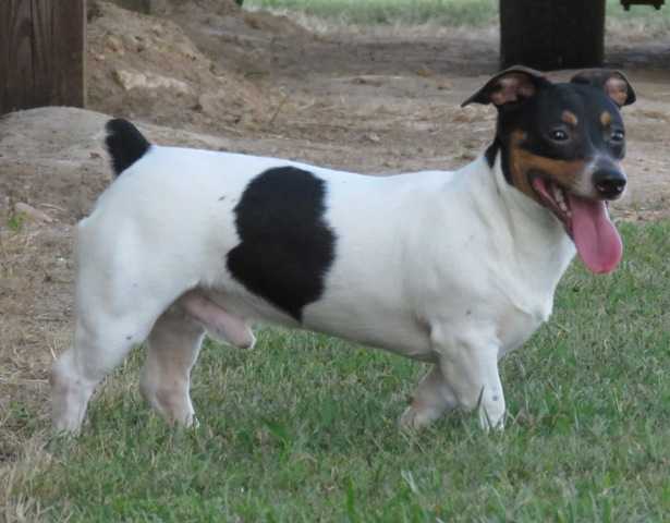 Aspen's Whiskey River | Teddy Roosevelt Terrier 