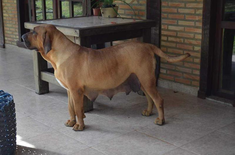 Ycaraí do Tabayara | Fila Brasileiro 