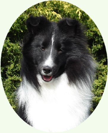 Brigadoon triumph ain'T miss behavin' | Shetland Sheepdog 