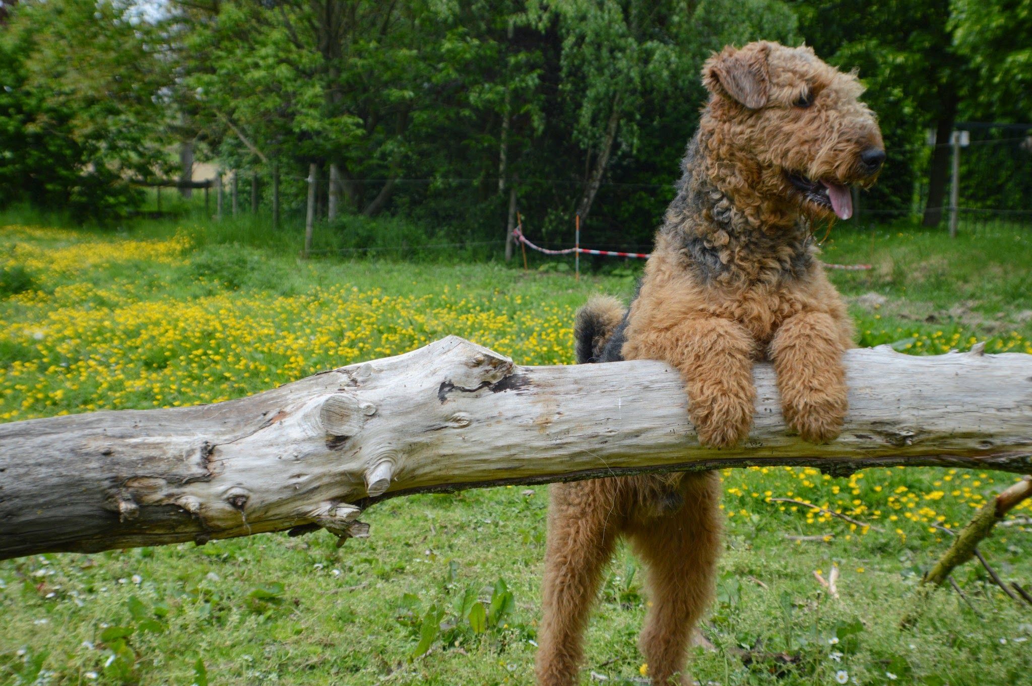 Welsh Terrier
