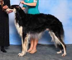 Laureate's Pitch Black | Borzoi 