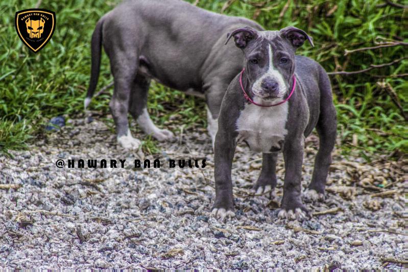 Morga Of Hawary | American Staffordshire Terrier 