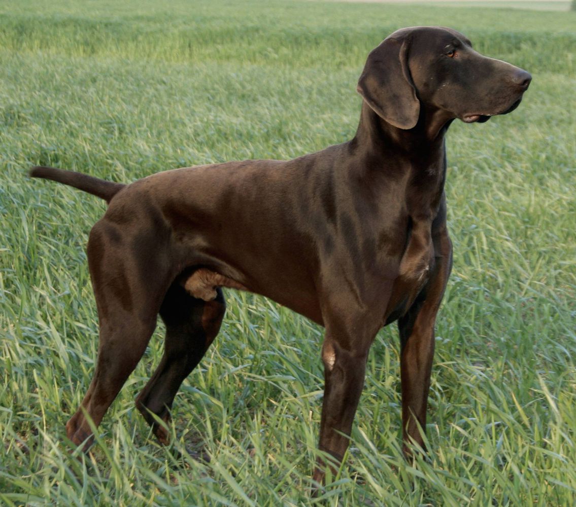 Welf Von Eckhof | German Shorthaired Pointer 