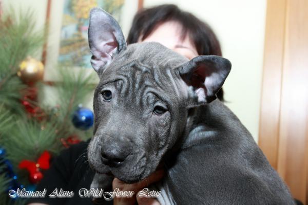 MAINARD ALANO WILDFLOWER LOTUS | Thai Ridgeback 