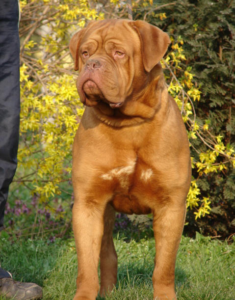 Tanakajd Szepe Apor | Dogue de Bordeaux 