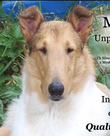 Silvermor Mystic Free to Dream | Smooth Collie 