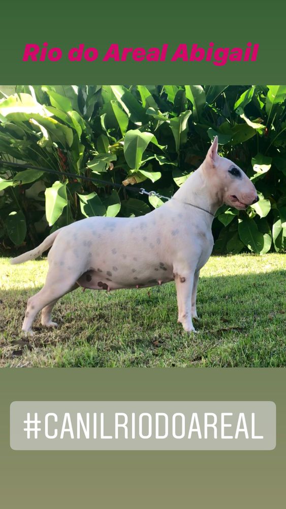 Rio do Areal Abigail | Bull Terrier 