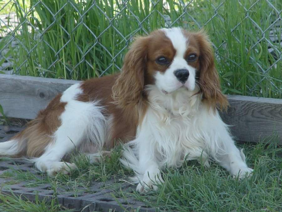 Specialty Prince Charlie | Cavalier King Charles Spaniel 