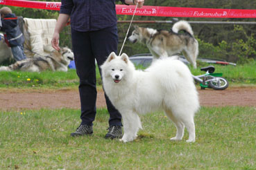 Gjoya von Meronhlare | Samoyed 